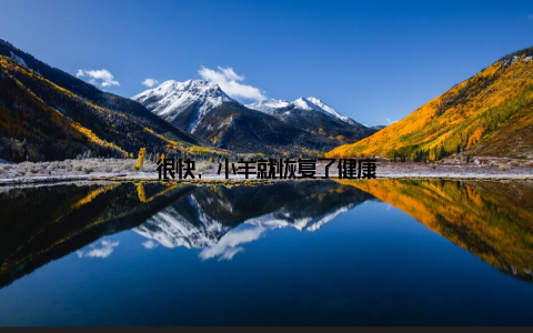 很快, 小羊就恢复了健康