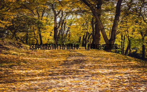 这种团结协作的精神, 让我倍感温暖