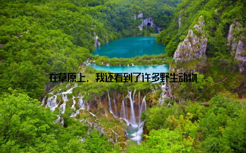 在草原上, 我还看到了许多野生动物