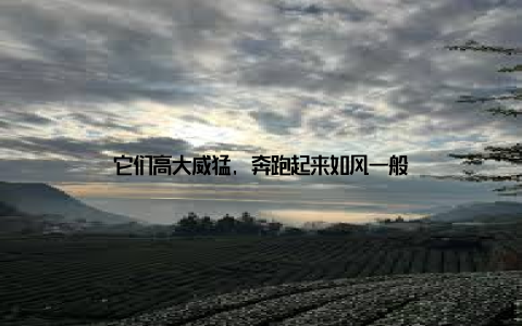 它们高大威猛, 奔跑起来如风一般