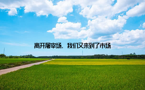离开屠宰场, 我们又来到了市场
