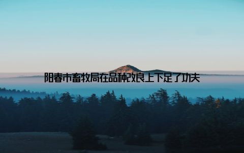 阳春市畜牧局在品种改良上下足了功夫