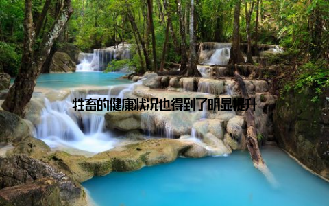 牲畜的健康状况也得到了明显提升