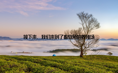 接下来, 我们来到了畜牧所的养殖场