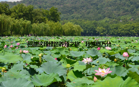 回首这段绿色养殖之旅, 我感慨万分